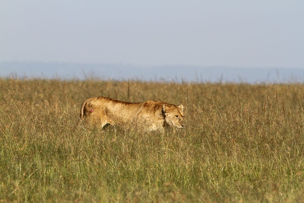 De retour du Kenya (février 2020), 14 jours en compagnie de WALTZ Tour Safaris - nadnan2b