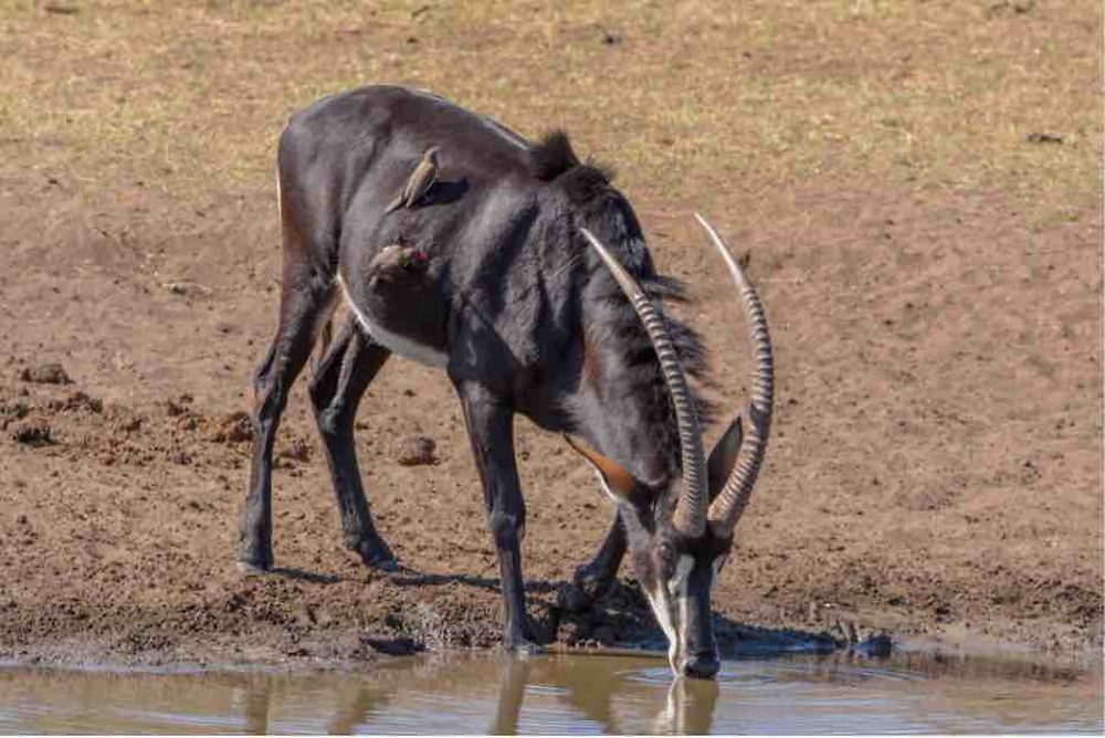 Re: Retour rapide d'un voyage magnifique en Namibie - Botswana (Chobe) - Chutes Victoria - Luss93
