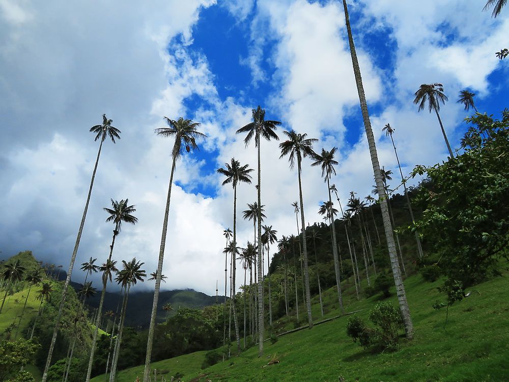 Carnet de voyage en Colombie (2/3) : Medellin et la vallée du Quindio  - Kikisbackpackingtour