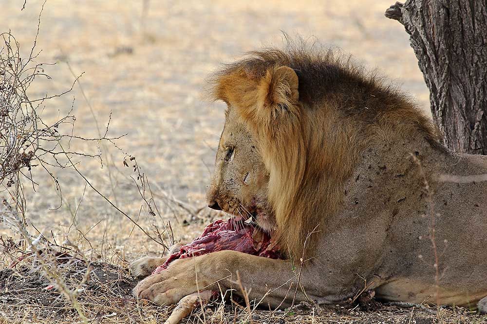 Re: Demande de conseils pour région Arusha (Nord) - puma