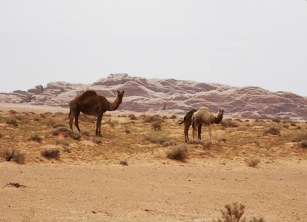 5 jours inoubliables dans le désert de Wadi Rum avec WILD WADI RUM - Joh et Max