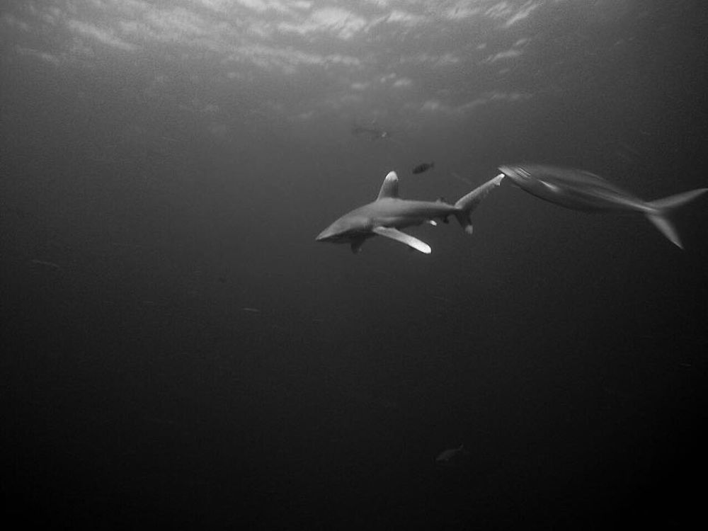 Longimanus Shooting - Oceanic White Tip Sharks - Maldives by Shaff :-) - Philomaldives Guide Safaris Longimanus Shooting - Oceanic White Tip Sharks - Maldives by Shaff :-) - Philomaldives Guide Safaris