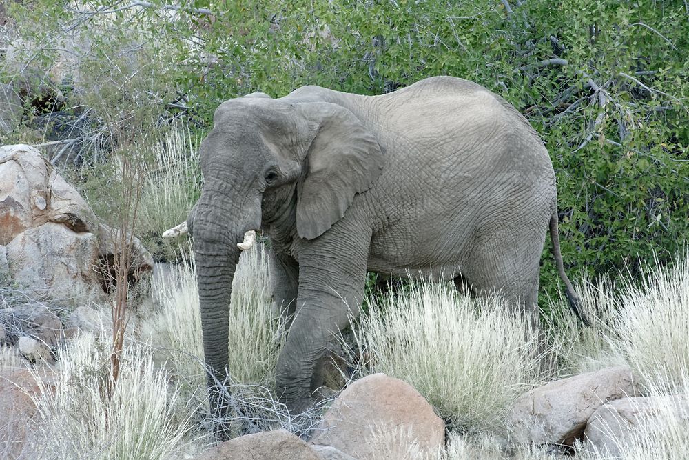 Re: Retour rapide d'un voyage magnifique en Namibie - Botswana (Chobe) - Chutes Victoria - fifi27