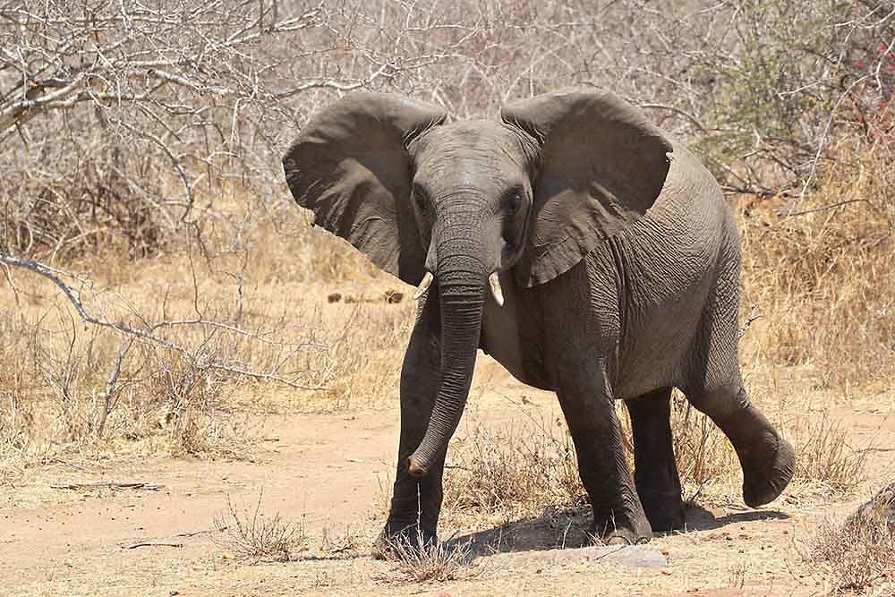 Re: Safari (très) petit budget en Tanzanie - puma