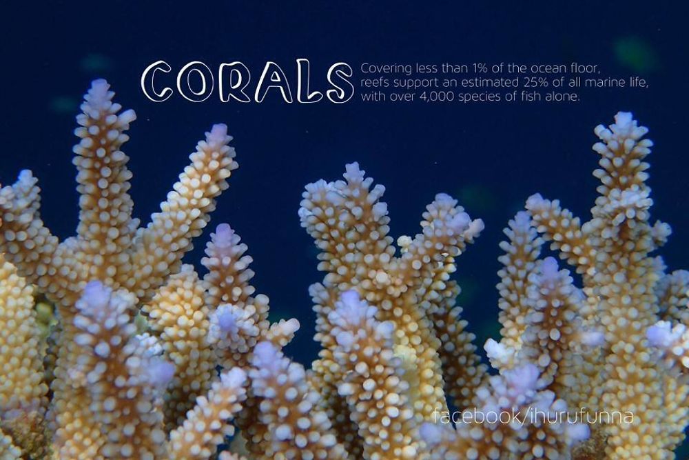 Corail ( sur Malé Nord ) - Philomaldives  Guide  Maldives