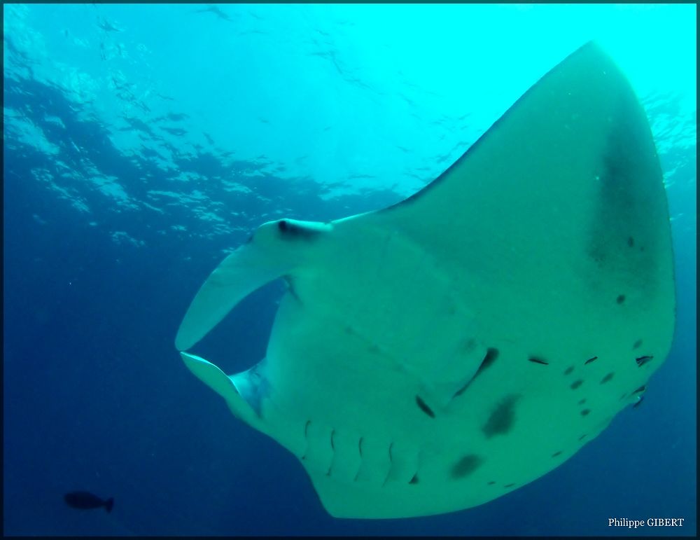 Rasdhoo spot à Marteaux - Requins Baleine & Mantas  Non (pas vraiment) - Philomaldives Guide Safaris