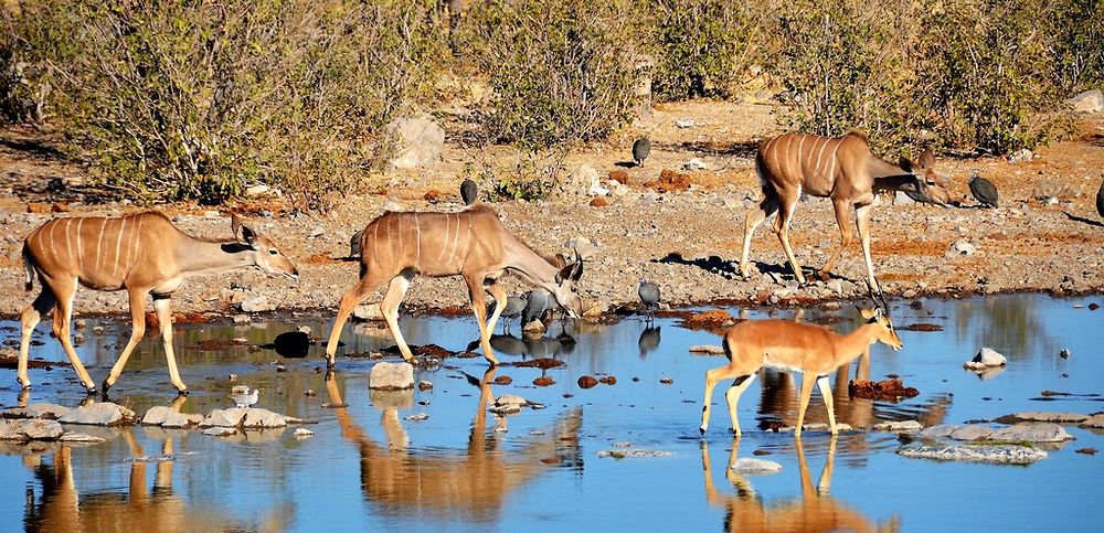 Re: Namibie Juin 2018 - Un Voyage Fabuleux  (Début)   - Iznogoed