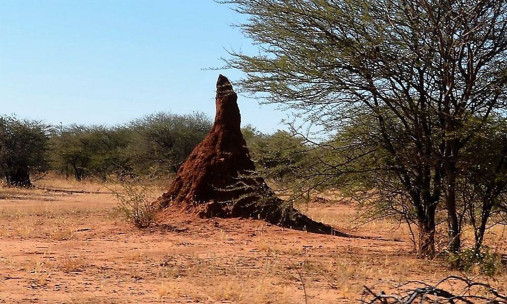 Re: Namibie Juin 2018 - Un Voyage Fabuleux  (Début)   - Iznogoed