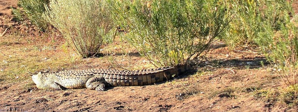 Re: Namibie Juin 2018 - Un Voyage Fabuleux ( suite & fin) - Iznogoed