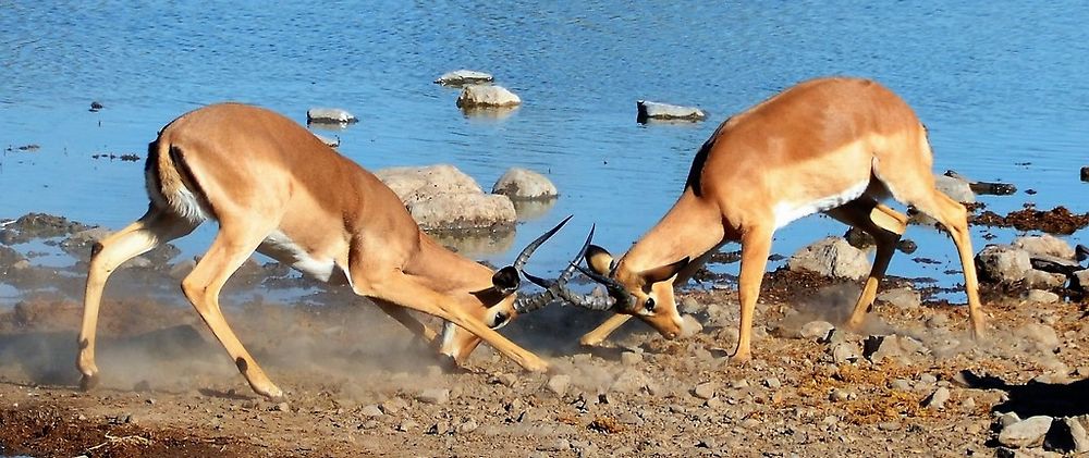 Re: Namibie Juin 2018 - Un Voyage Fabuleux  (Début)   - Iznogoed