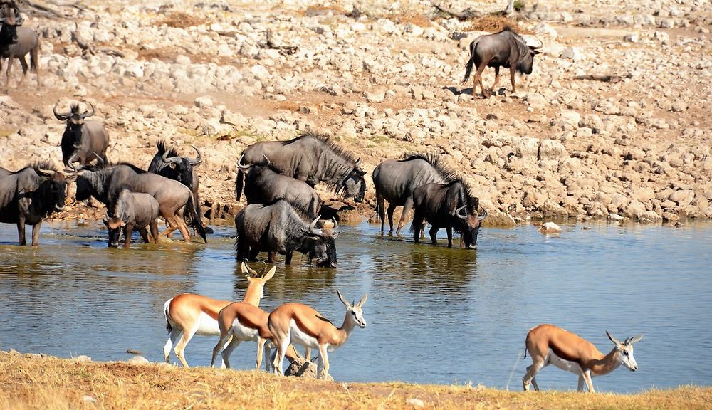 Re: Namibie Juin 2018 - Un Voyage Fabuleux  (Début)   - Iznogoed