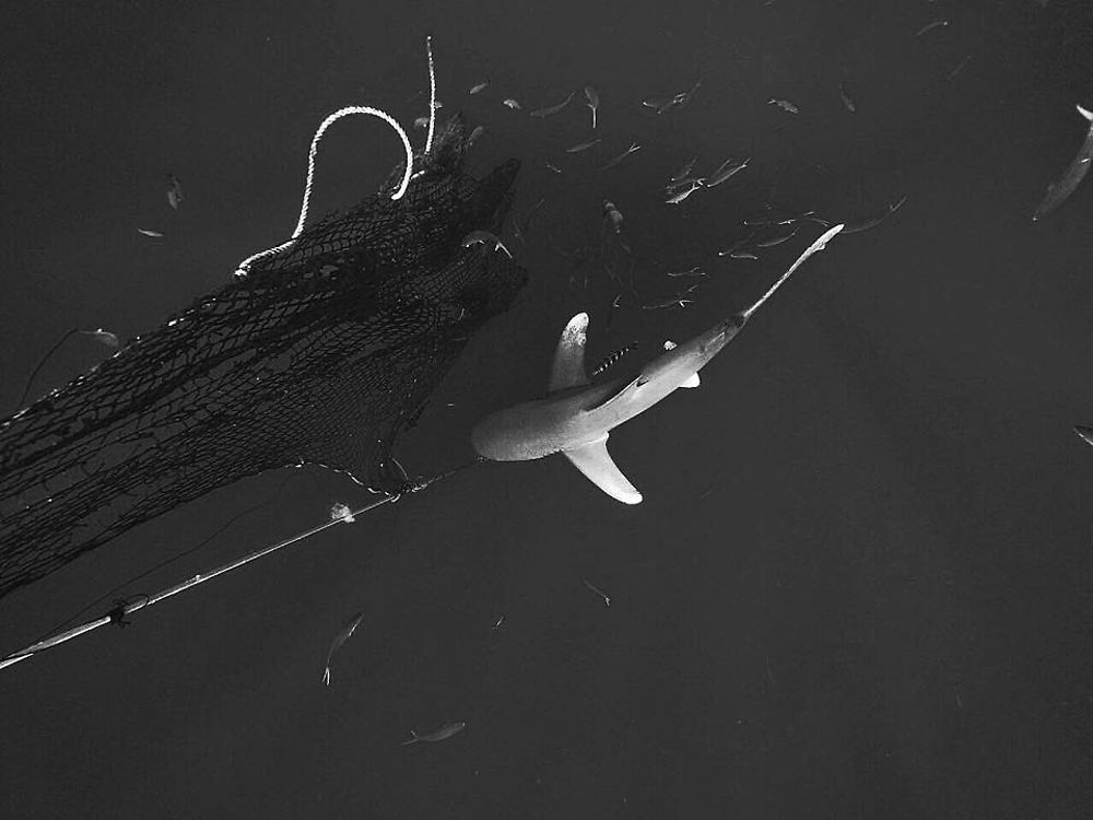 Longimanus Shooting - Oceanic White Tip Sharks - Maldives by Shaff :-) - Philomaldives Guide Safaris Longimanus Shooting - Oceanic White Tip Sharks - Maldives by Shaff :-) - Philomaldives Guide Safaris