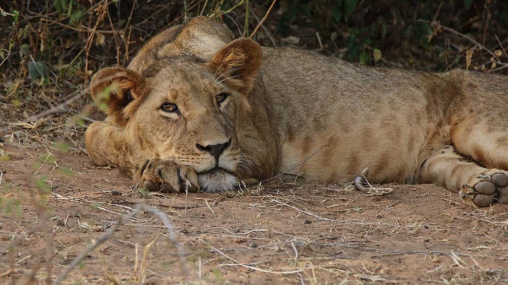 Re: Safari (très) petit budget en Tanzanie - puma