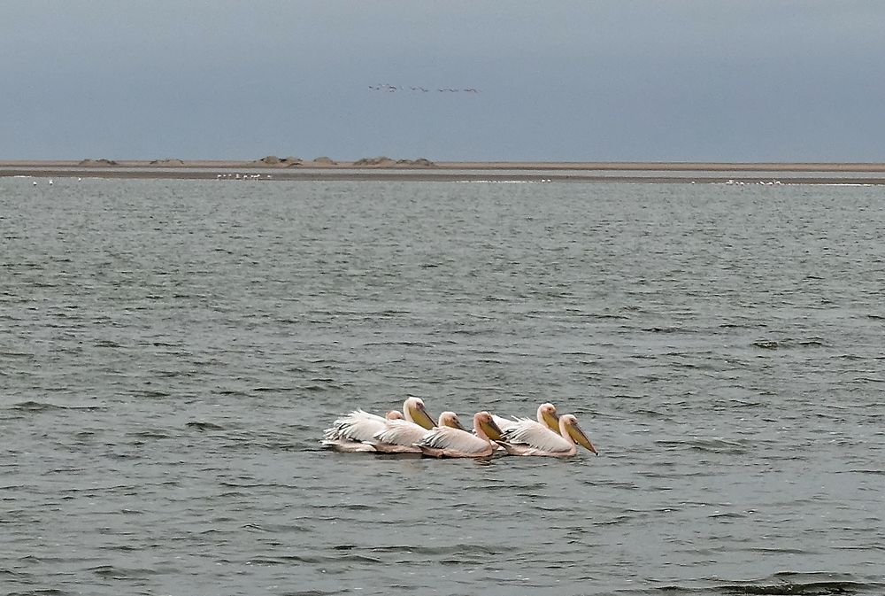 Re: Retour rapide d'un voyage magnifique en Namibie - Botswana (Chobe) - Chutes Victoria - fifi27