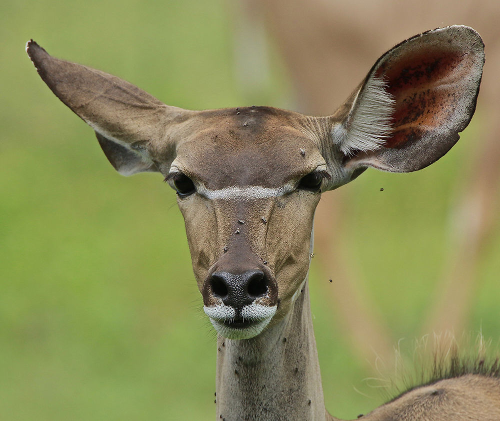 Re: Séjour Safari à SELOUS & RUAHA dans le sud (Fevrier 2020) - puma