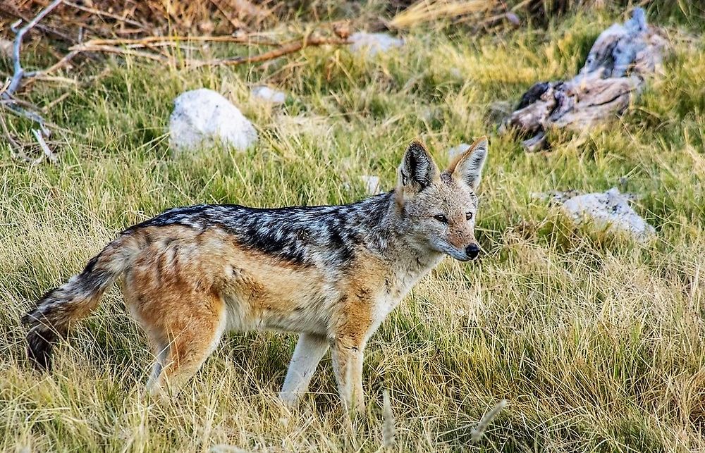 Re: Namibie Juin 2018 - Un Voyage Fabuleux  (Début)   - Iznogoed