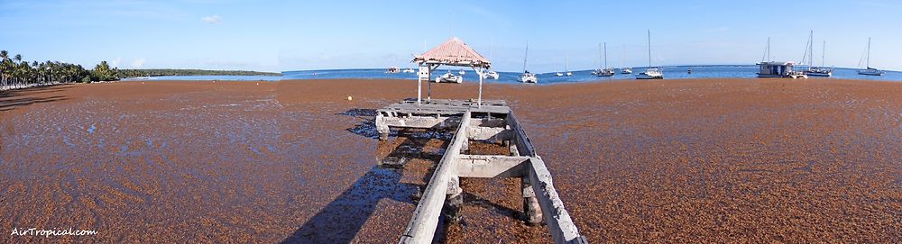 Des Sargasses aussi en Basse Terre - AirTropical