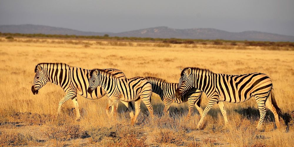 Namibie Juin 2018 - Un Voyage Fabuleux ( suite) - Iznogoed