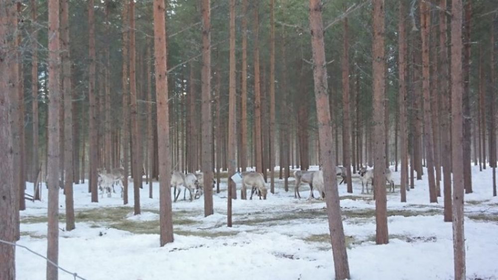 Voyage multi-activités en Laponie finlandaise chez l'habitant - Joh et Max