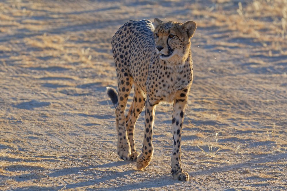 Re: Retour rapide d'un voyage magnifique en Namibie - Botswana (Chobe) - Chutes Victoria - fifi27