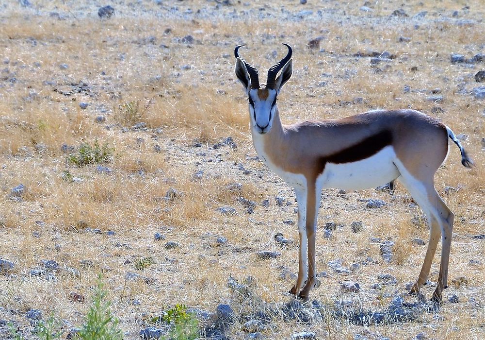 Re: Namibie Juin 2018 - Un Voyage Fabuleux  (Début)   - Iznogoed