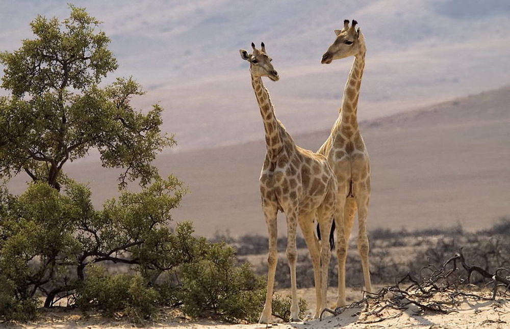 Namibie Juin 2018 - Un Voyage Fabuleux ( suite) - Iznogoed