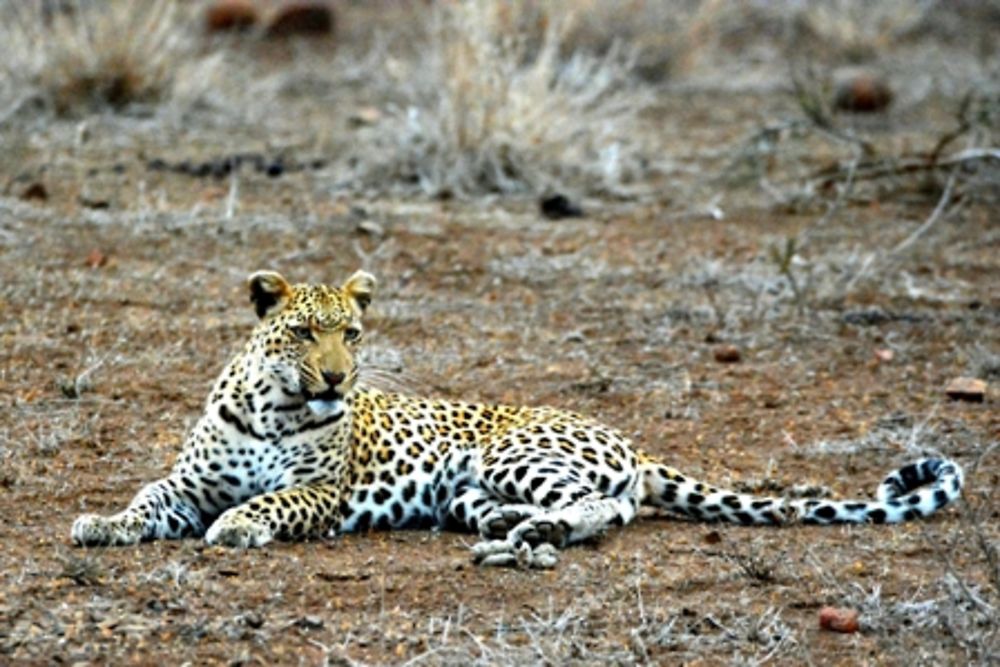 safari dans le Kgalagadi transfrontier park et le kruger national park - marsouin59