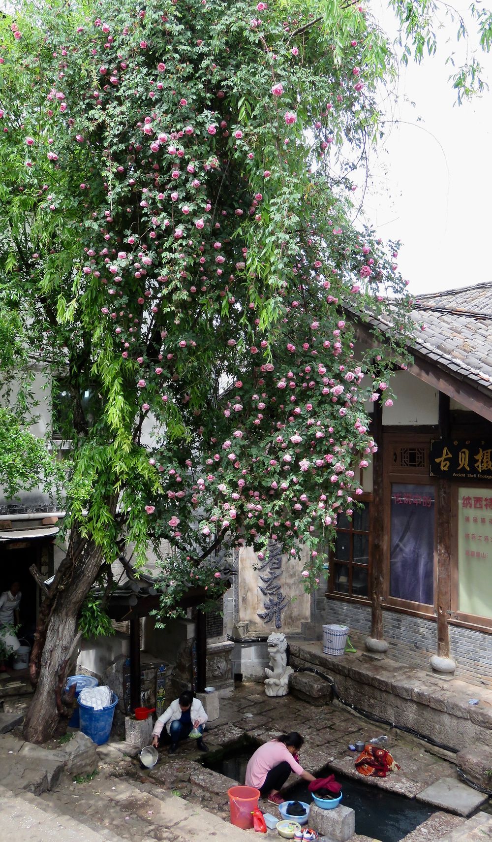 Le triangle Naxi : Lijiang (suite). - PATOUTAILLE