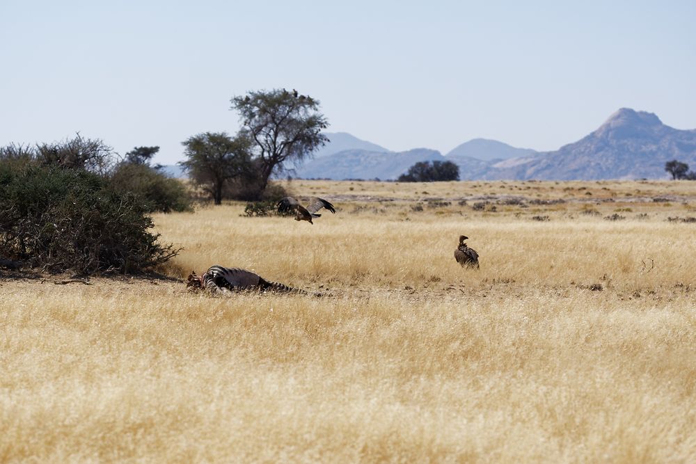 Re: Retour rapide d'un voyage magnifique en Namibie - Botswana (Chobe) - Chutes Victoria - fifi27