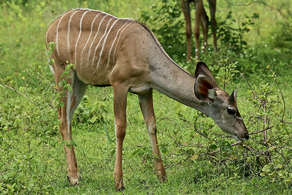 Re: Séjour Safari à SELOUS & RUAHA dans le sud (Fevrier 2020) - puma