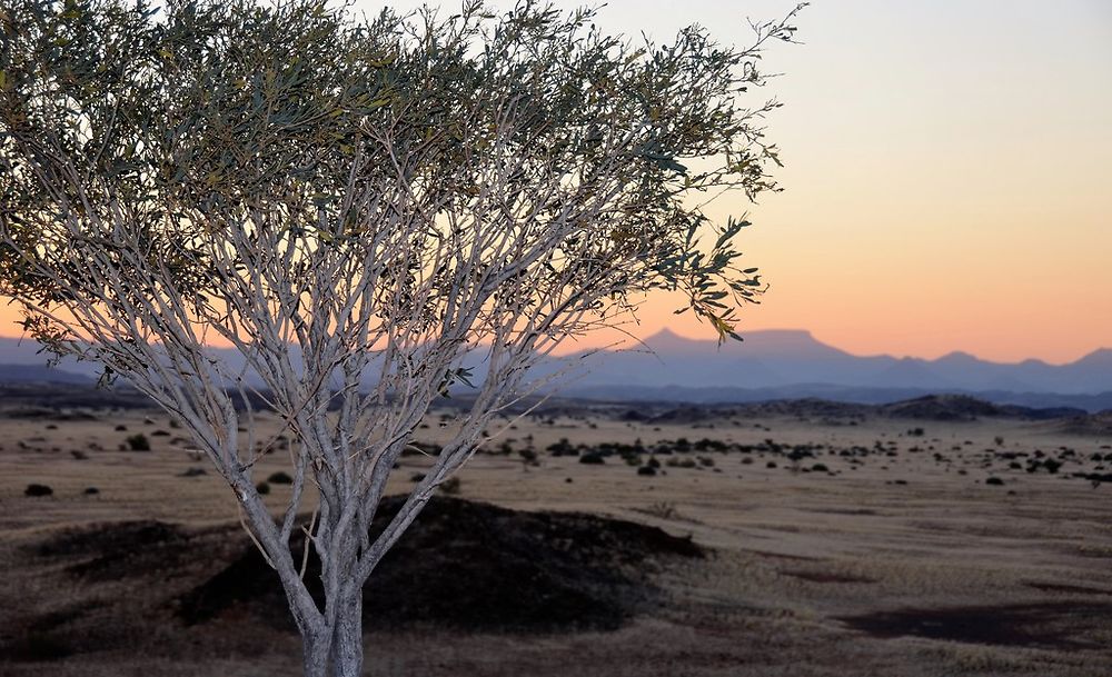 Namibie Juin 2018 - Un Voyage Fabuleux ( suite) - Iznogoed