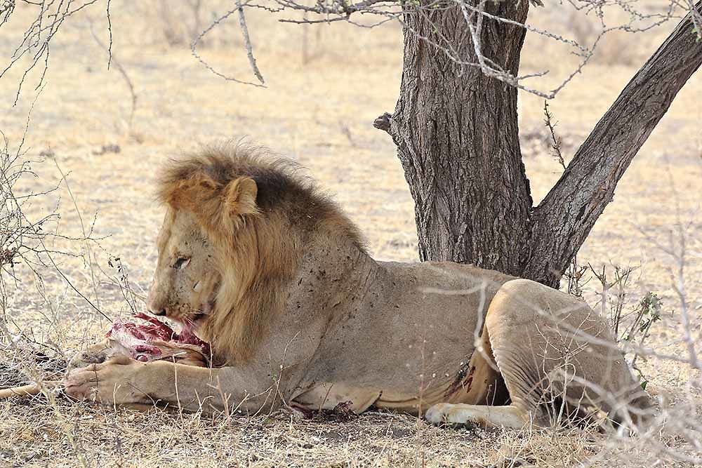 Re: Tanzanie avec des enfants (4 et 8ans) - puma