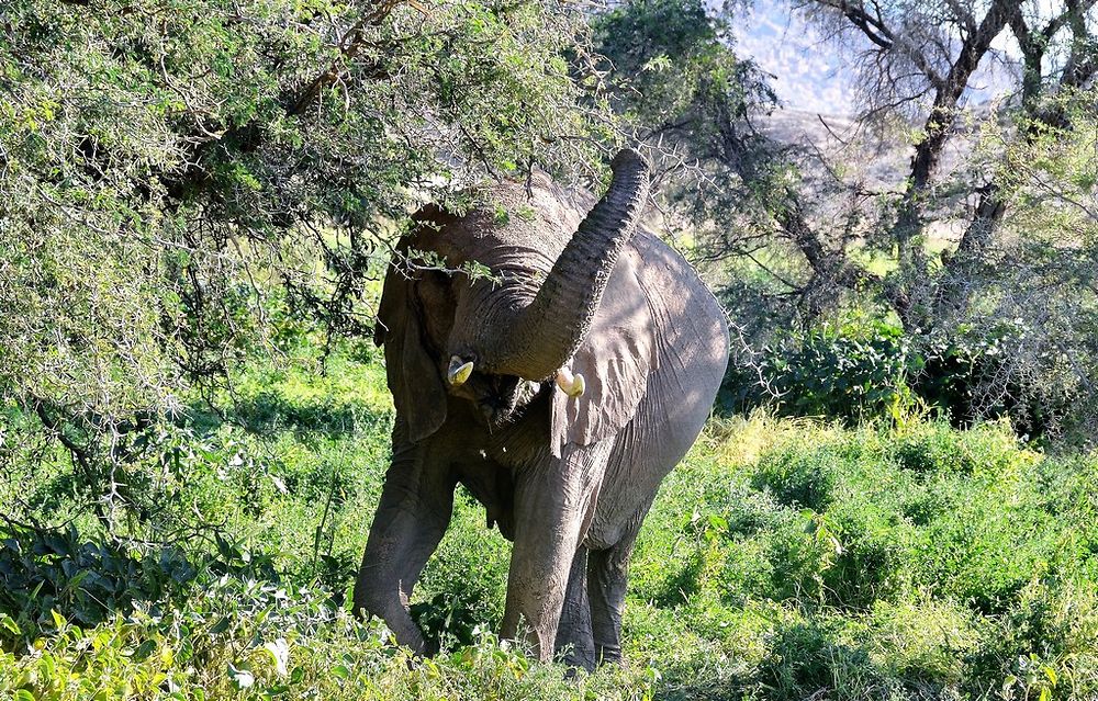 Re: Namibie Juin 2018 - Un Voyage Fabuleux  (Début)   - Iznogoed