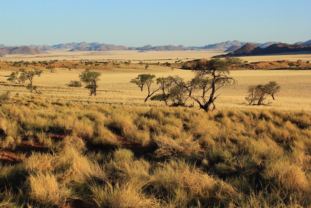 Re: Retour d'un mois (octobre) en Namibie - conseils pratiques - puma