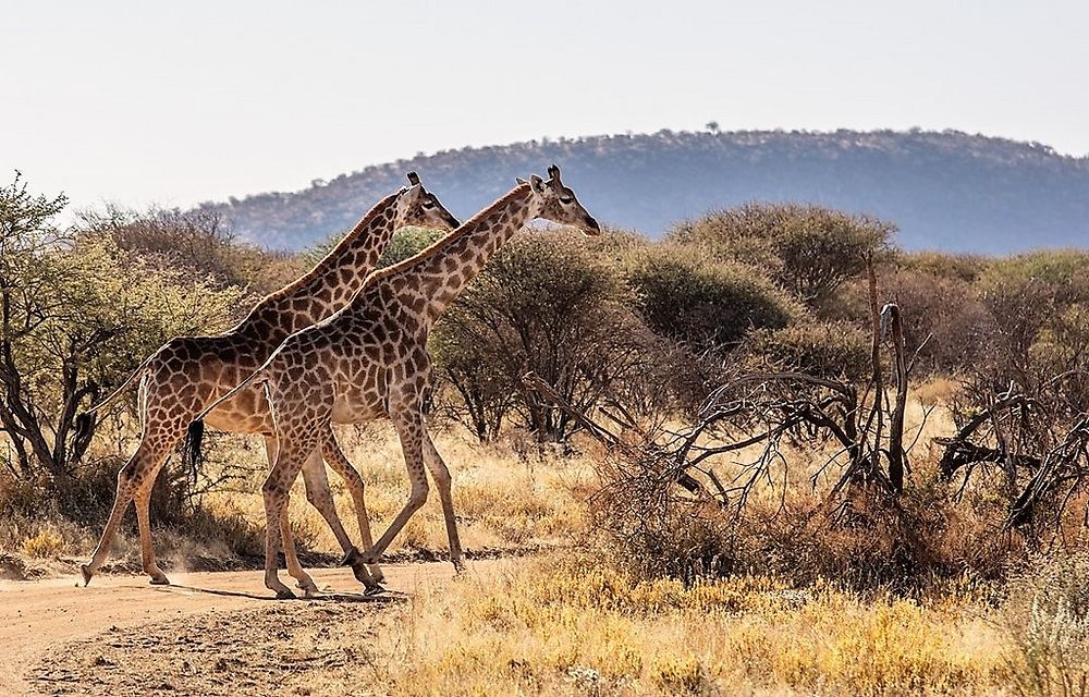 Re: Namibie Juin 2018 - Un Voyage Fabuleux  (Début)   - Iznogoed