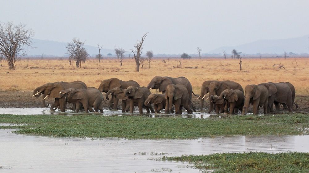 Re: Safari (très) petit budget en Tanzanie - puma