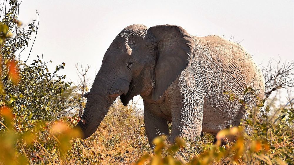 Re: Namibie Juin 2018 - Un Voyage Fabuleux ( suite & fin) - Iznogoed