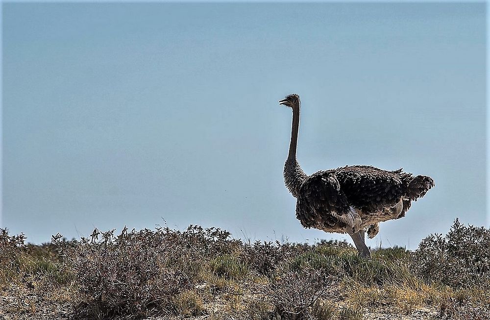 Re: Namibie Juin 2018 - Un Voyage Fabuleux  (Début)   - Iznogoed