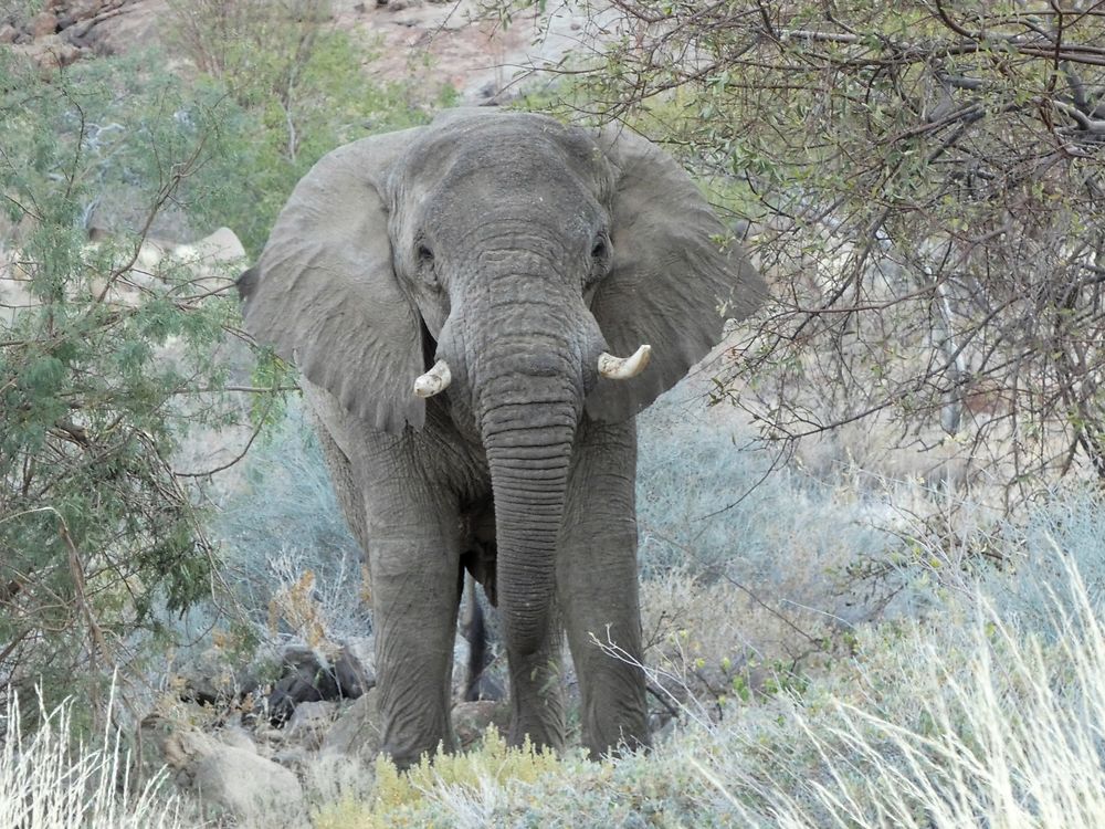 Re: Retour rapide d'un voyage magnifique en Namibie - Botswana (Chobe) - Chutes Victoria - fifi27