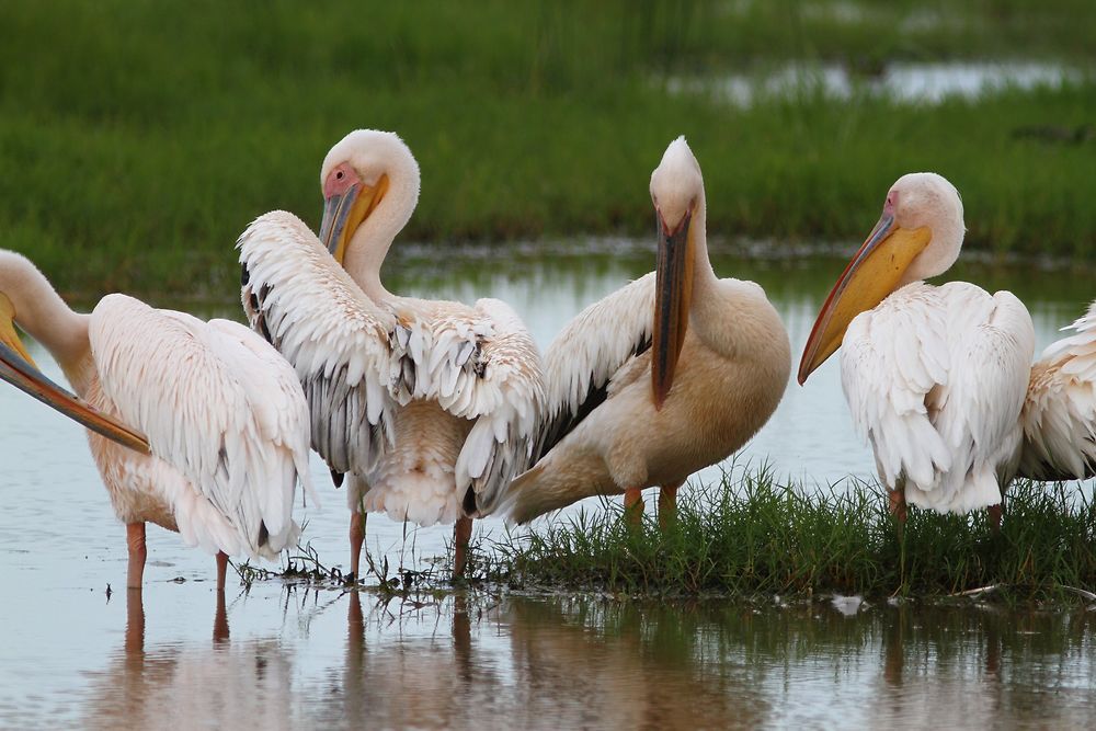 De retour du Kenya (février 2020), 14 jours en compagnie de WALTZ Tour Safaris - nadnan2b