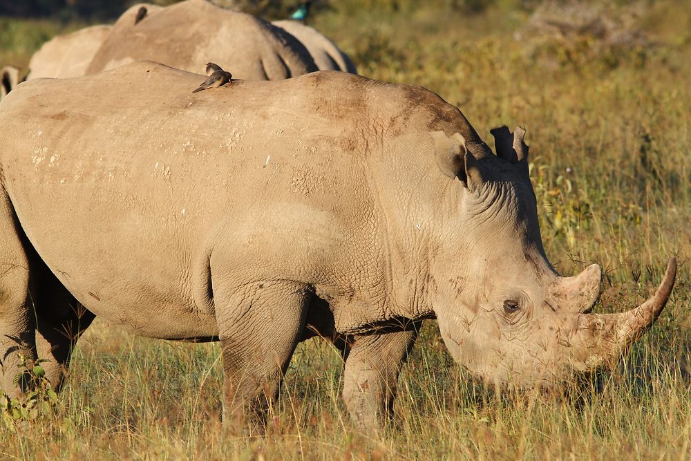 De retour du Kenya (février 2020), 14 jours en compagnie de WALTZ Tour Safaris - nadnan2b