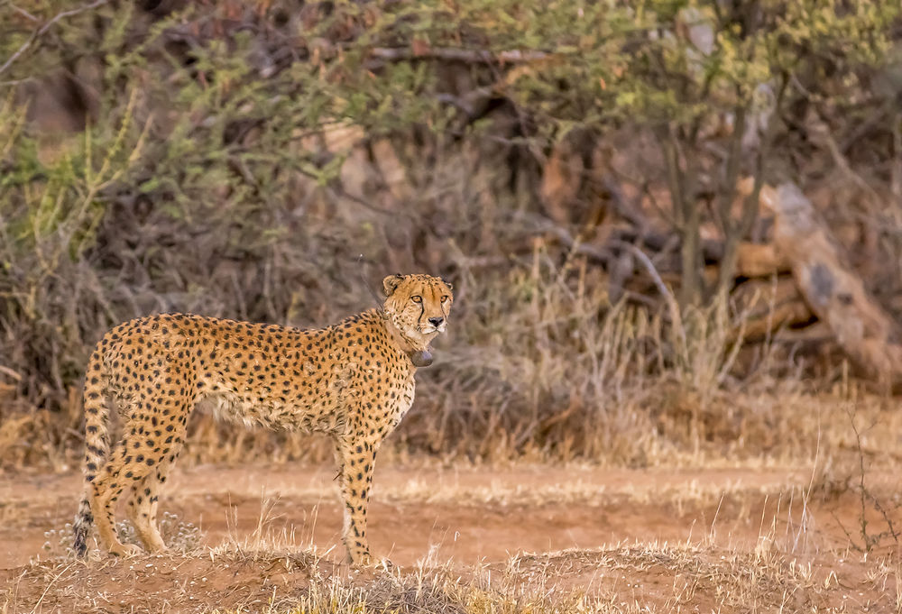 Namibie Juin 2018 - Un Voyage Fabuleux ( suite) - Iznogoed