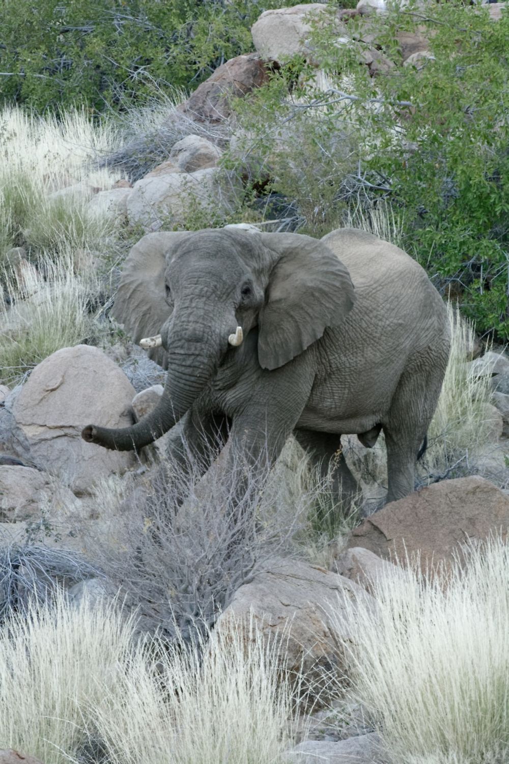 Re: Retour rapide d'un voyage magnifique en Namibie - Botswana (Chobe) - Chutes Victoria - fifi27
