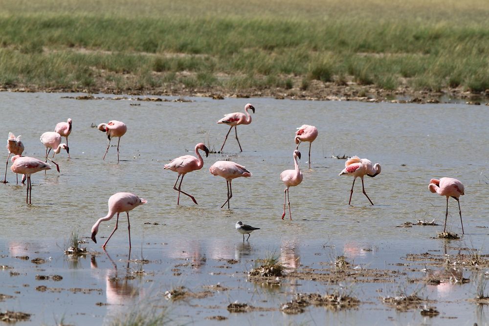 De retour du Kenya (février 2020), 14 jours en compagnie de WALTZ Tour Safaris - nadnan2b