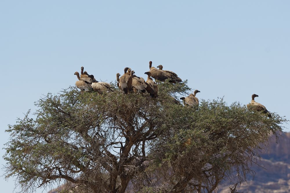 Re: Retour rapide d'un voyage magnifique en Namibie - Botswana (Chobe) - Chutes Victoria - fifi27