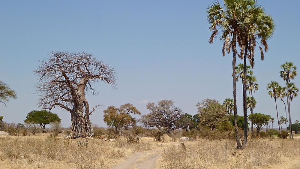 Re: Tanzanie | Zanzibar (15 jours) - puma