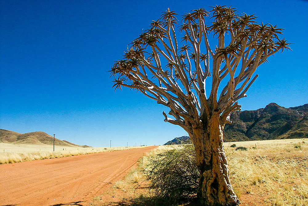 Namibie Juin 2018 - Un Voyage Fabuleux ( suite) - Iznogoed