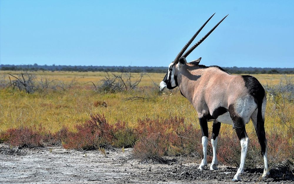 Re: Namibie Juin 2018 - Un Voyage Fabuleux  (Début)   - Iznogoed