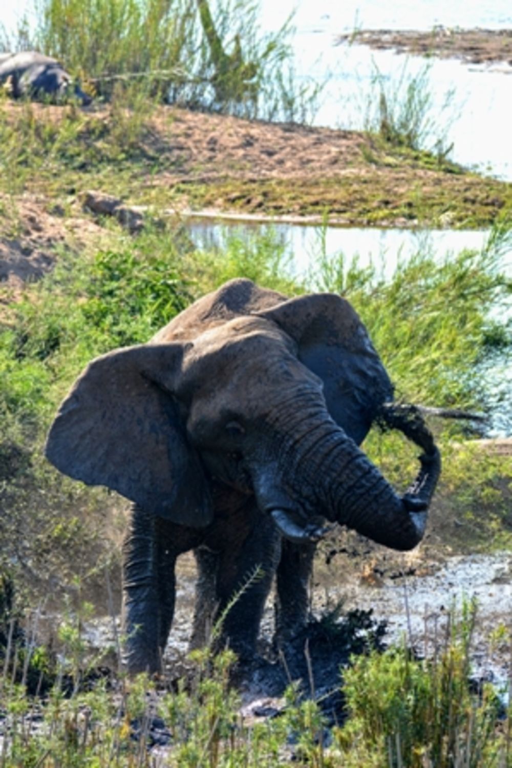 safari dans le Kgalagadi transfrontier park et le kruger national park - marsouin59
