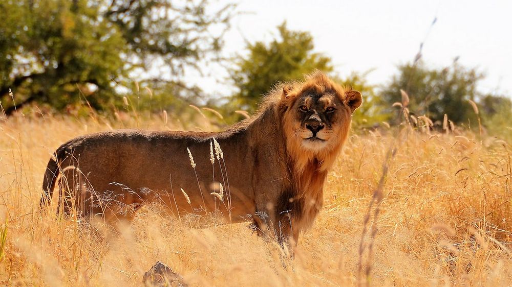 Re: Namibie Juin 2018 - Un Voyage Fabuleux  (Début)   - Iznogoed